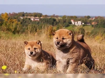 Cistokrevný Shiba Inu štenátka s PP